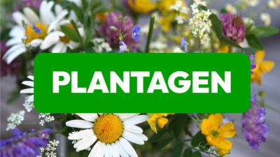 Plantagen